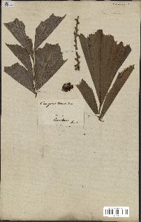 spécimen de Caryota urens