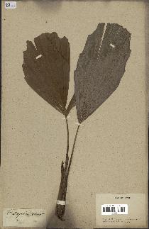 spécimen de Caryota mitis