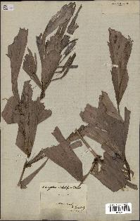spécimen de Caryota mitis