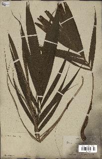 spécimen de Dictyosperma album