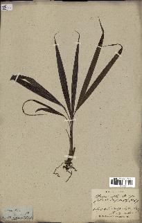 spécimen de Dictyosperma album