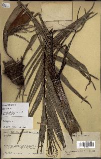 spécimen de Dypsis pumila