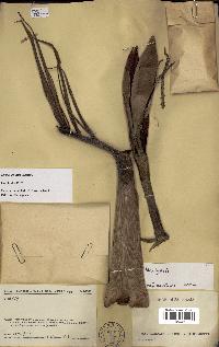 spécimen de Dypsis pumila