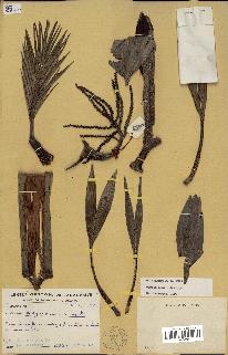 spécimen de Dypsis pumila