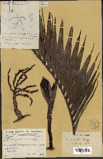 spécimen de Dypsis pumila