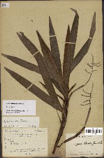 spécimen de Dypsis pulchella
