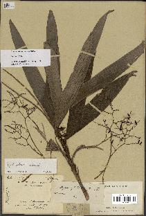 spécimen de Dypsis pulchella