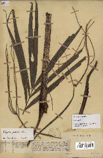 spécimen de Dypsis procera