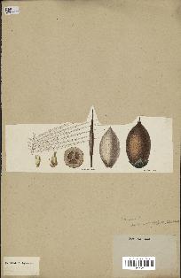 spécimen de Attalea blepharopus