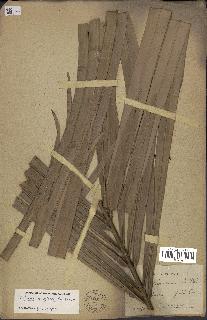 spécimen de Attalea amylacea