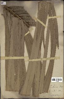 spécimen de Attalea amylacea