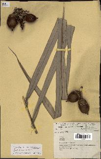 spécimen de Attalea sp.