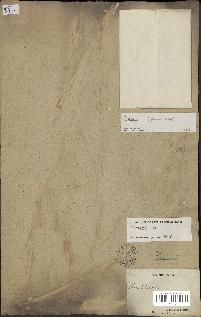 spécimen de Attalea sp.