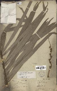 spécimen de Attalea sp.