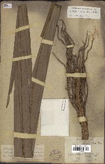 spécimen de Attalea oleifera