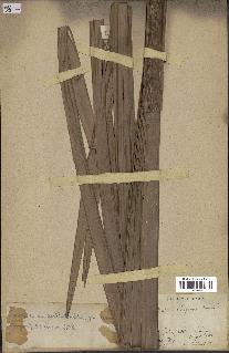 spécimen de Attalea oleifera