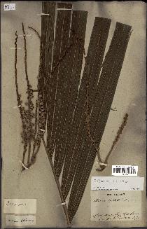 spécimen de Dictyosperma album