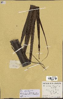 spécimen de Dictyosperma album