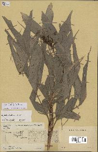 spécimen de Dypsis viridis