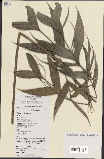 spécimen de Dypsis viridis