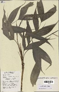 spécimen de Dypsis viridis