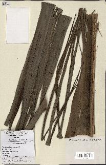 spécimen de Masoala madagascariensis