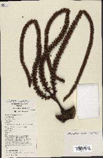 spécimen de Masoala madagascariensis