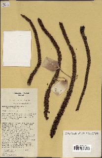 spécimen de Masoala madagascariensis