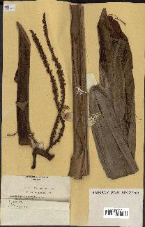 spécimen de Masoala madagascariensis
