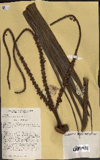 spécimen de Masoala madagascariensis