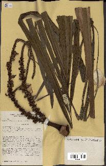 spécimen de Masoala madagascariensis