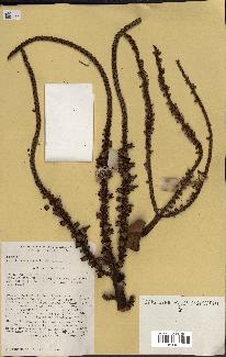 spécimen de Masoala madagascariensis