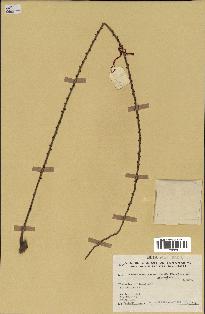 spécimen de Nephrosperma van-houtteanum