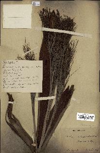 spécimen de Roscheria nutanochaetes