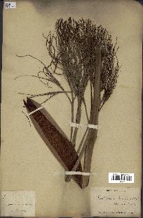 spécimen de Roscheria nutanochaetes