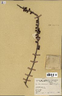 spécimen de Phoenicophorium borsigianum