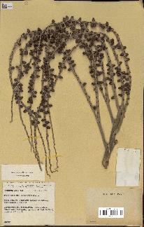 spécimen de Phoenicophorium borsigianum