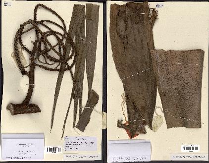 spécimen de Masoala madagascariensis