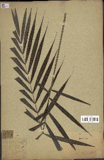 spécimen de Phytelephas macrocarpa