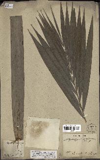 spécimen de Phytelephas macrocarpa