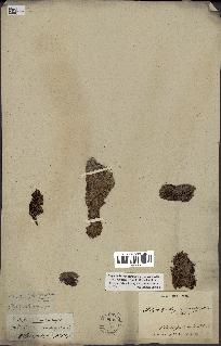spécimen de Phytelephas macrocarpa