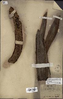spécimen de Phytelephas macrocarpa