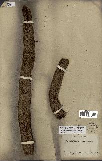 spécimen de Phytelephas macrocarpa