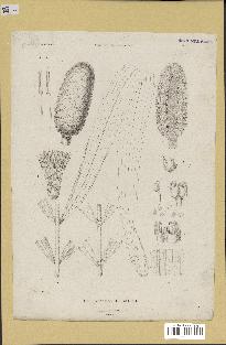 spécimen de Phytelephas sp.