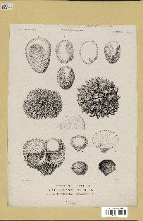 spécimen de Phytelephas sp.
