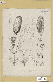 spécimen de Phytelephas sp.