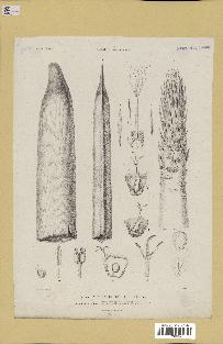 spécimen de Phytelephas sp.