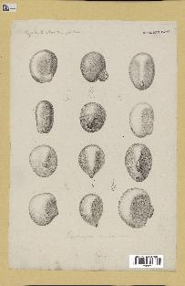spécimen de Phytelephas sp.