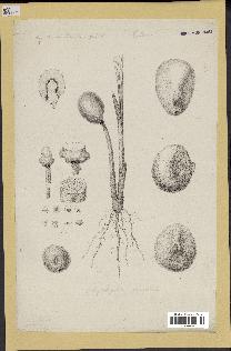 spécimen de Phytelephas sp.