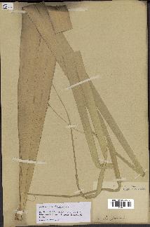 spécimen de Latania sp.